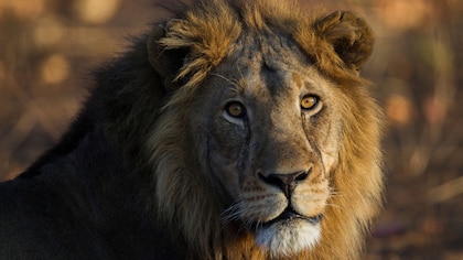 Día Mundial del León: las razones por las que está más amenazado que nunca, según expertos imagen-5