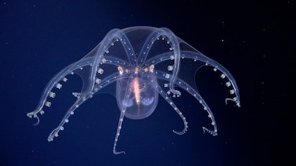 Finaliza la misión submarina: qué buscarán las próximas cuatro exploraciones que se transmitirán en vivo desde el océano imagen-3